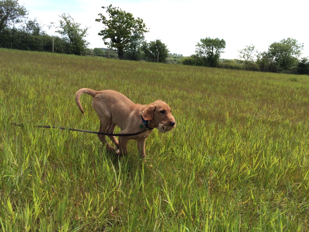 gundog training labrador tessleymoor gunodgs retrieving a rabbit skin ball