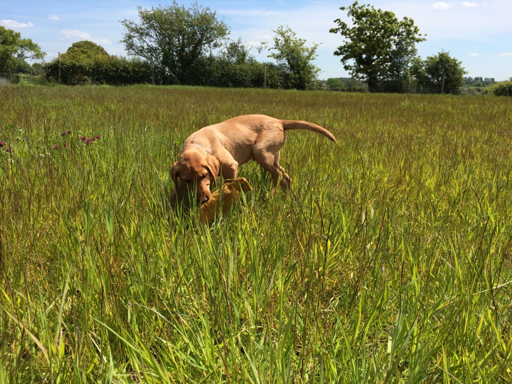 gundog training labrador tessleymoor gunodgs
