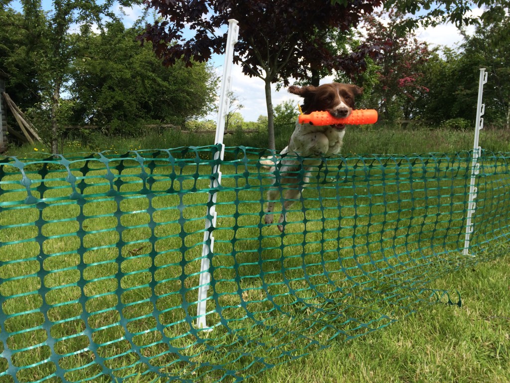 springer spaniel retrieving a dummy over a jump gundog training