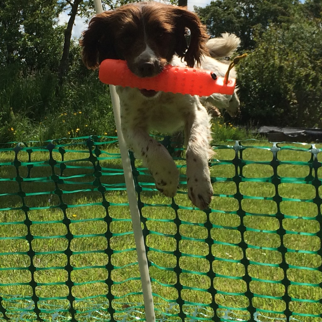 springer spaniel retrieving a dummy over a jump gundog training