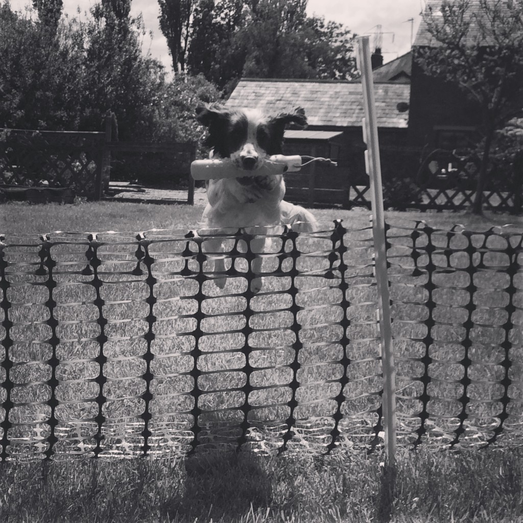 springer spaniel retrieving a dummy over a jump gundog training