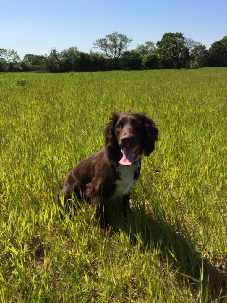 gundog training a cocker spaniel