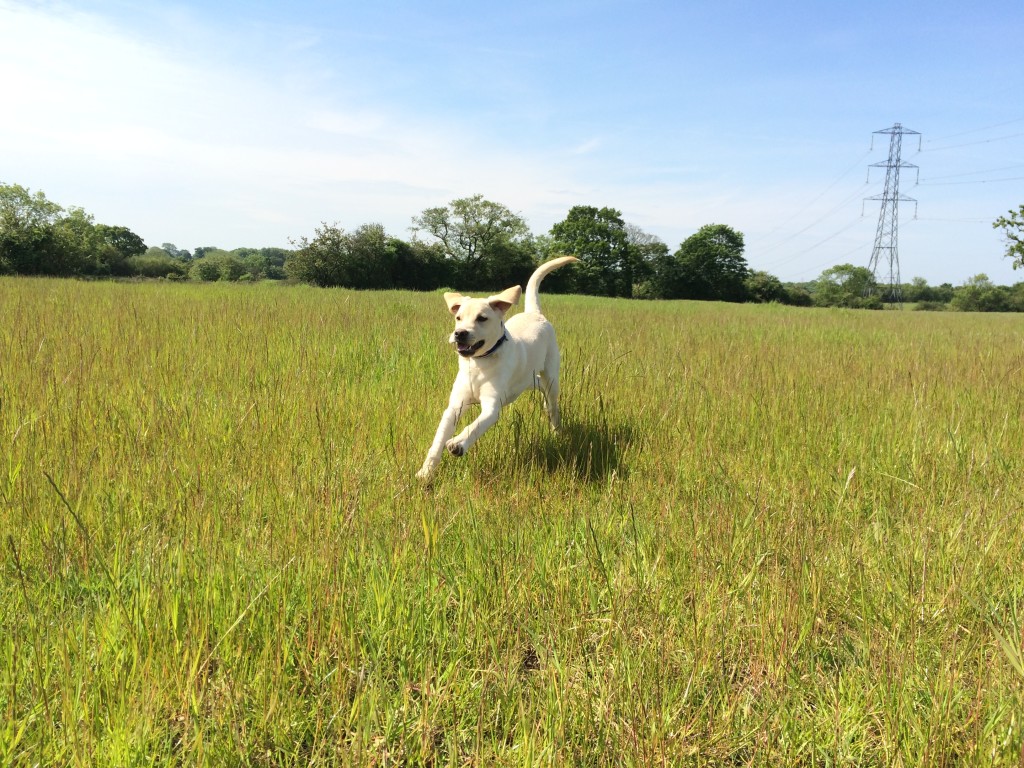 hunter the labardor gundog puppy training