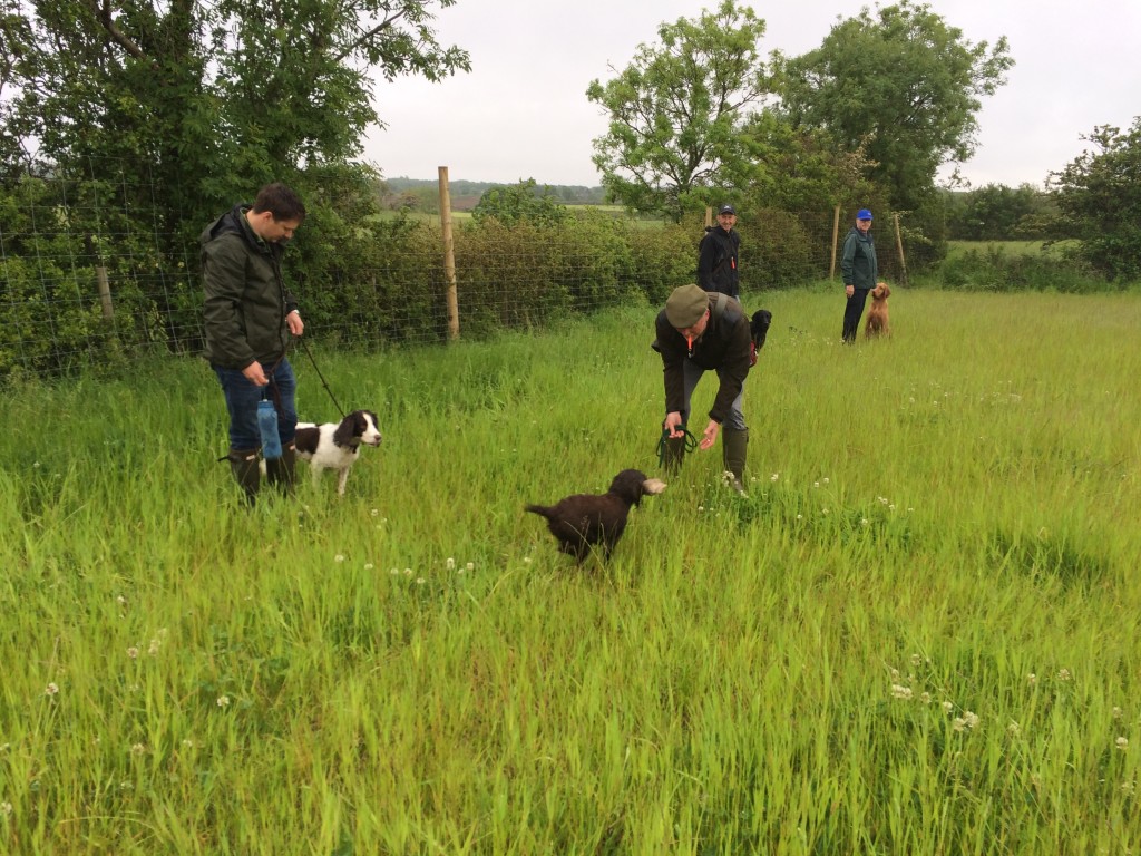 tessleymoor group gundog training cocker spaniel