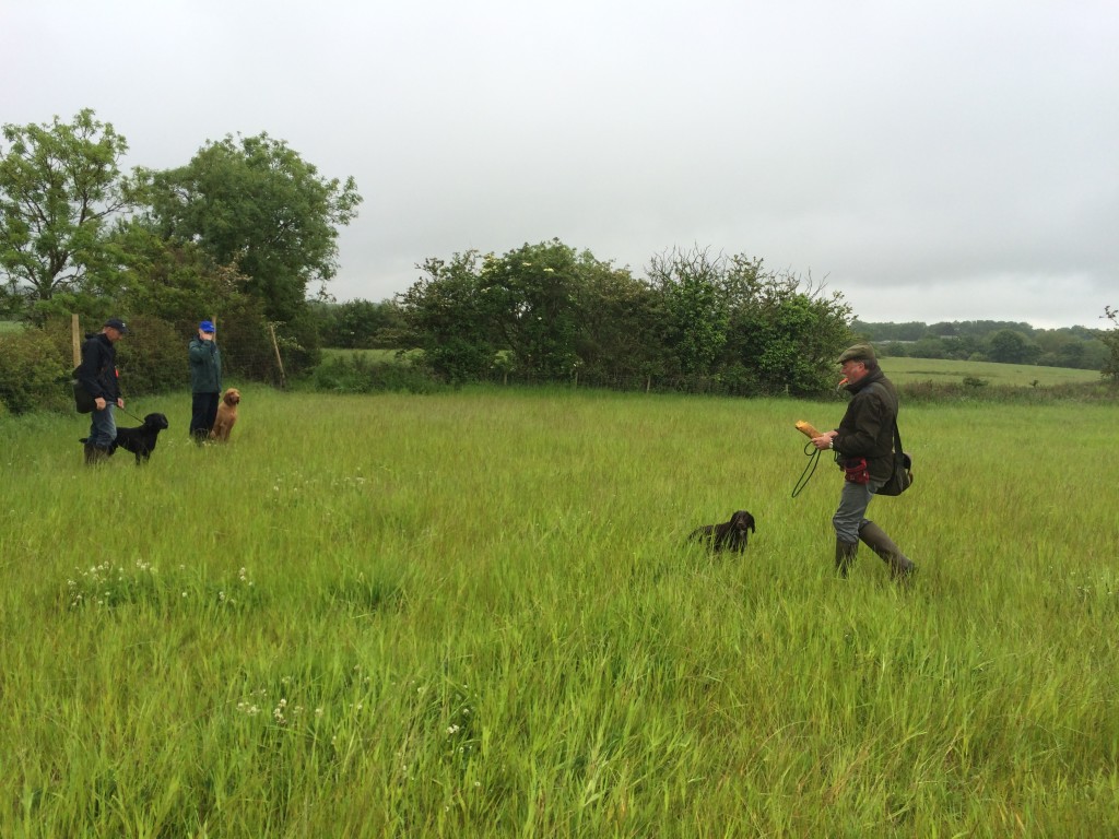 tessleymoor group gundog training labrador cocker spaniel