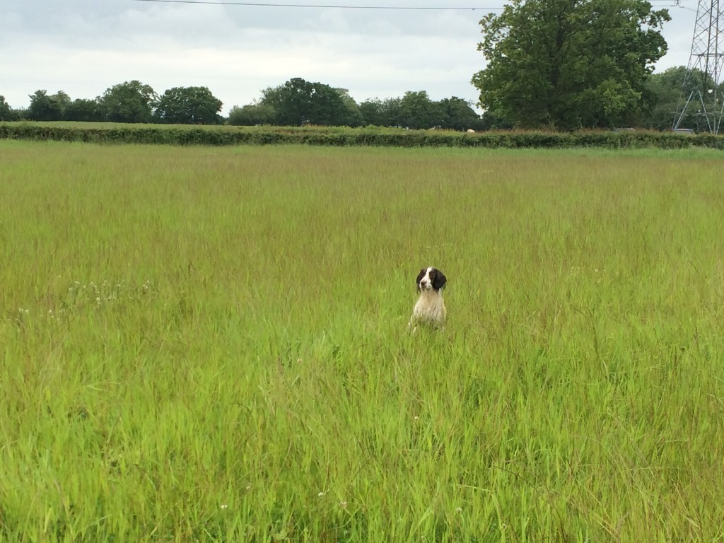 tessleymoor group gundog training