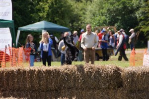 tessleymoor gundogs and toplands clay shoot charity event gundog scurry