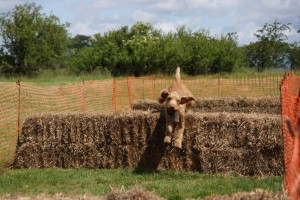 tessleymoor gundogs and toplands clay shoot charity event gundog scurry hungarian vizsla