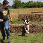 tessleymoor gundogs and toplands clay shoot charity event gundog scurry springer spaniel