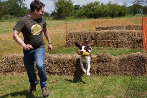 tessleymoor gundogs and toplands clay shoot charity event gundog scurry springer spaniel