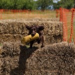 tessleymoor gundogs and toplands clay shoot charity event gundog scurry cocker spaniel