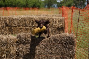 tessleymoor gundogs and toplands clay shoot charity event gundog scurry cocker spaniel