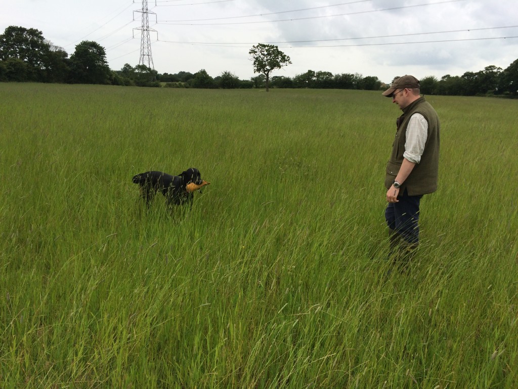 tessleymoor gundogs training labrador for shooting