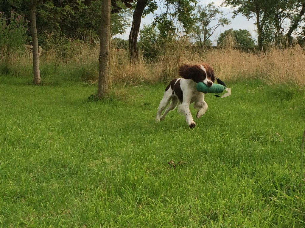 busby gundog training a springer spaniel with tessleymoor gundogs