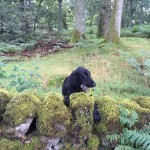 flatcoat retriever gundog training in scotland