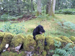 flatcoat retriever gundog training in scotland