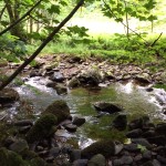 scottish land with a river at dunkeld and tessleymoor gunodgs
