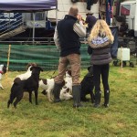 galloway country game fair with tessleymoor gundogs