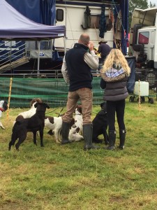 galloway country game fair with tessleymoor gundogs