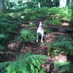 scotland gundog training with pepper the springer spaniel