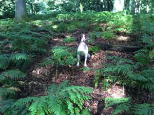 scotland gundog training with pepper the springer spaniel