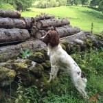 steadiness and focus from our springer spaniel
