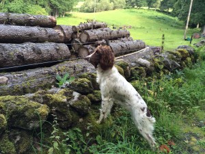 steadiness and focus from our springer spaniel