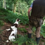 springer spaniel gundog training in scotland
