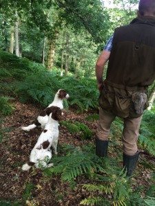 springer spaniel gundog training in scotland