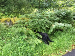 flatcoat retriever gundog training