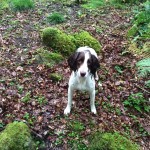 tessleymoor springer spaniel gundog training