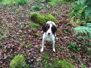 tessleymoor springer spaniel gundog training