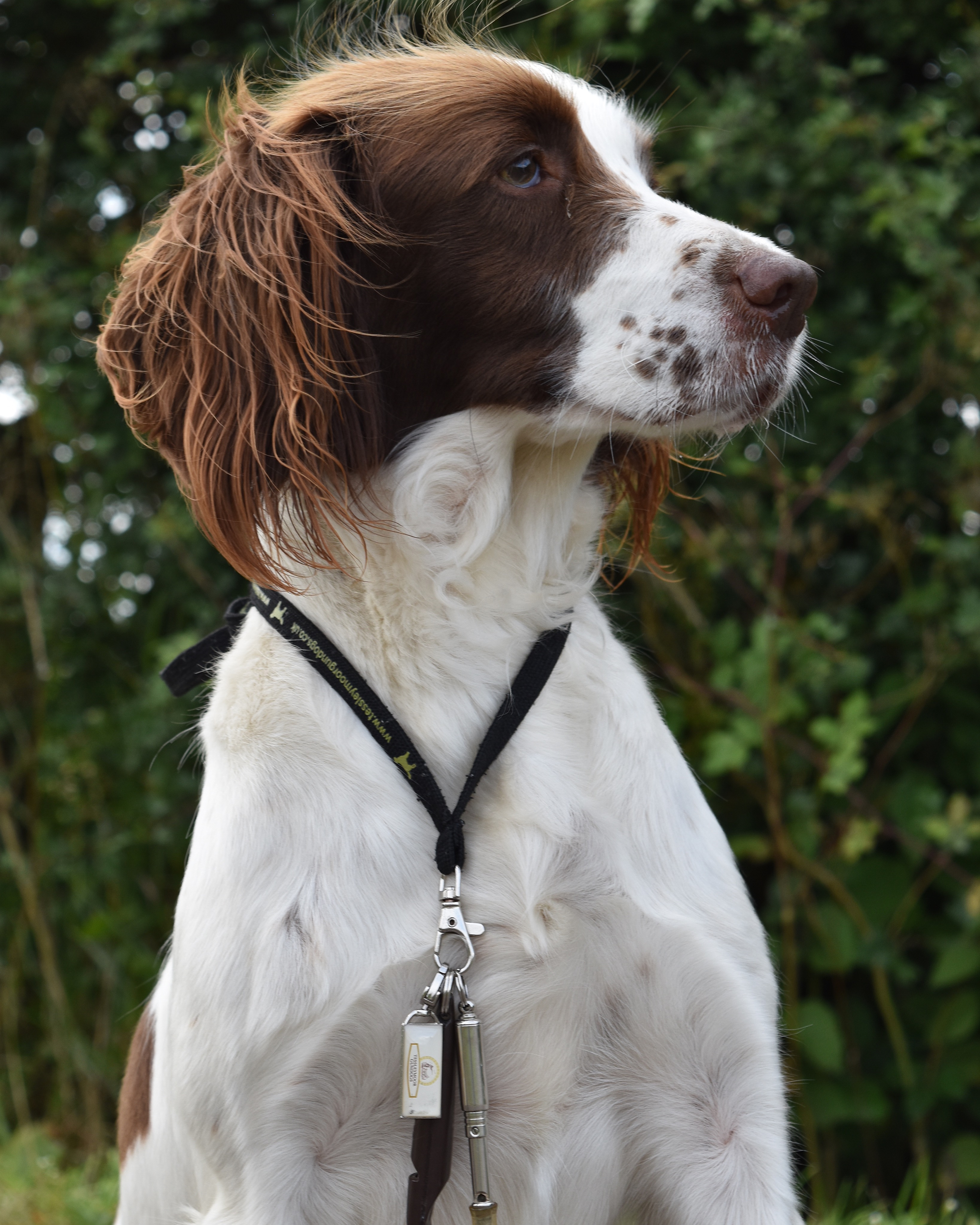 Springer Spaniel Training Gallery Tessleymoor Gundogs