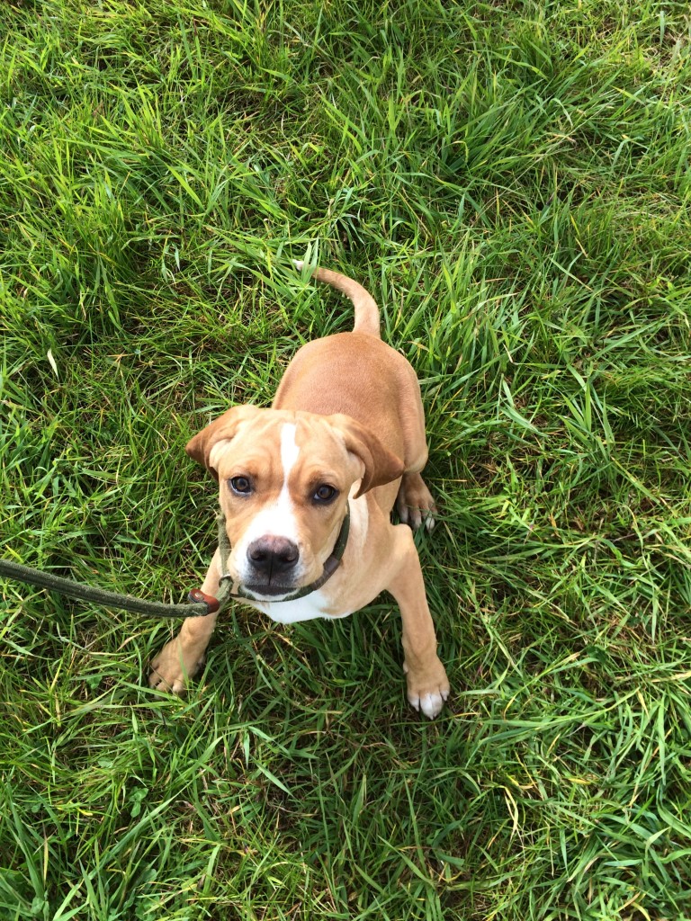 puppy Portuguese pointer puppy gundog training scotland