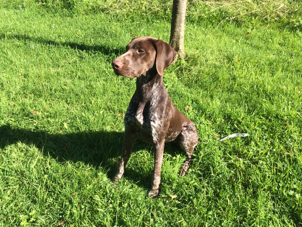 residential gundog training german shorthaired pointer elfie