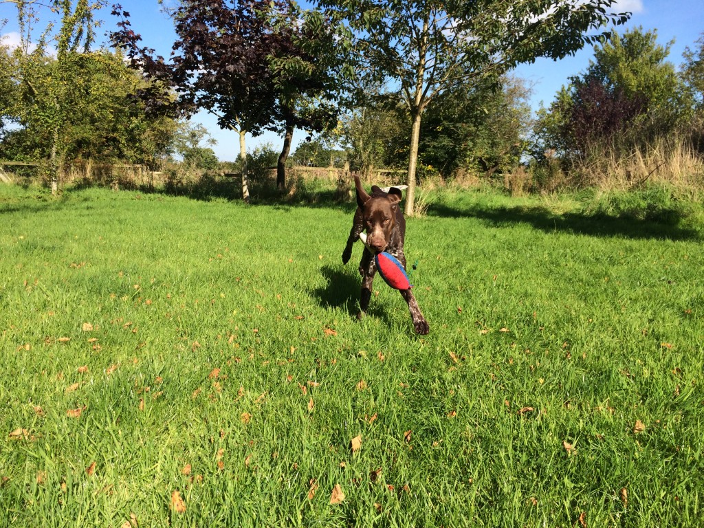 residential gundog training german shorthaired pointer elfie