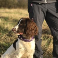 Tessleymoor Springer Spaniel Gundog Training