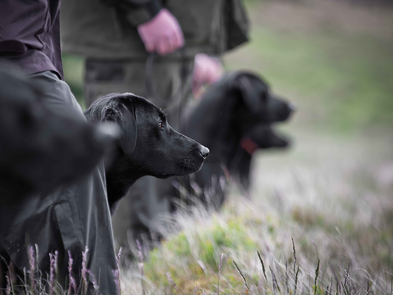 Tessleymoor Labrador Gundog Training