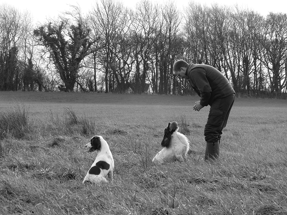 Tessleymoor Gundogs Tessleymoor Gundogs