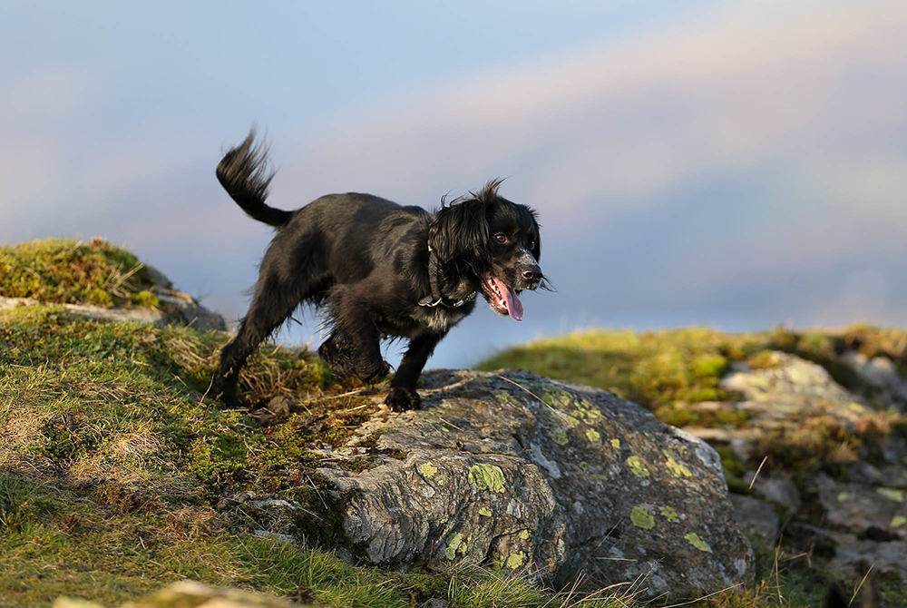 working spaniel in british countyside