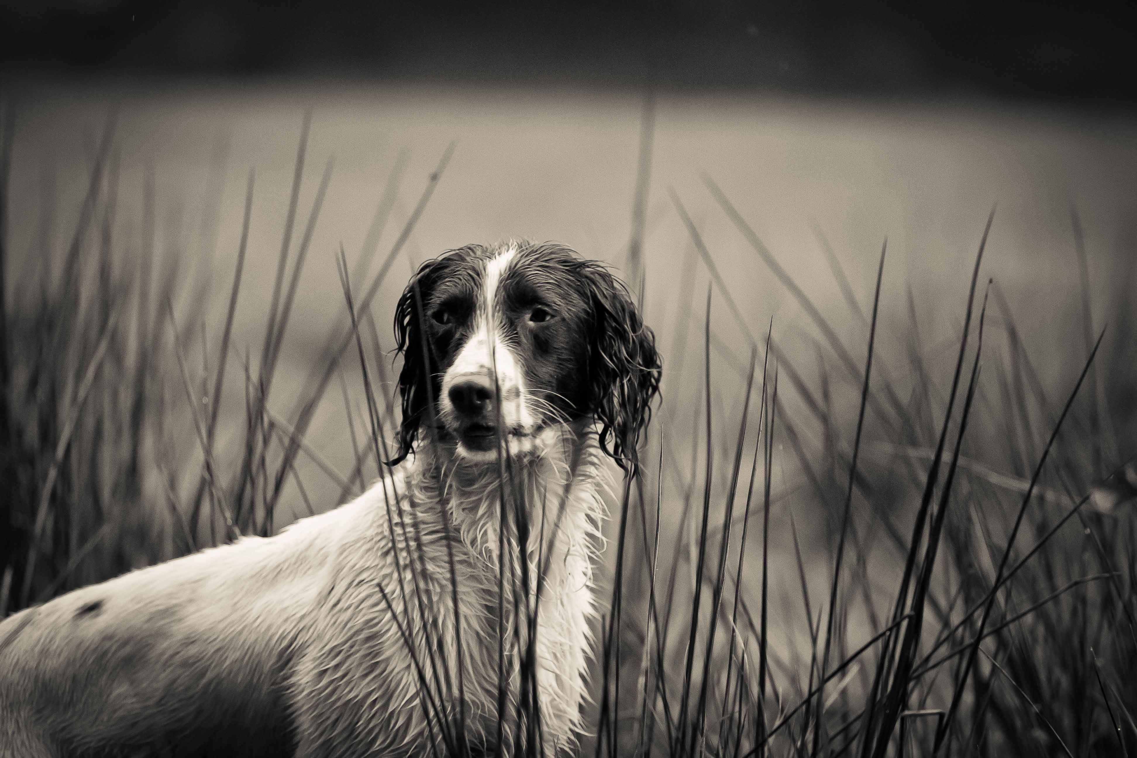 damian barson dog trainer