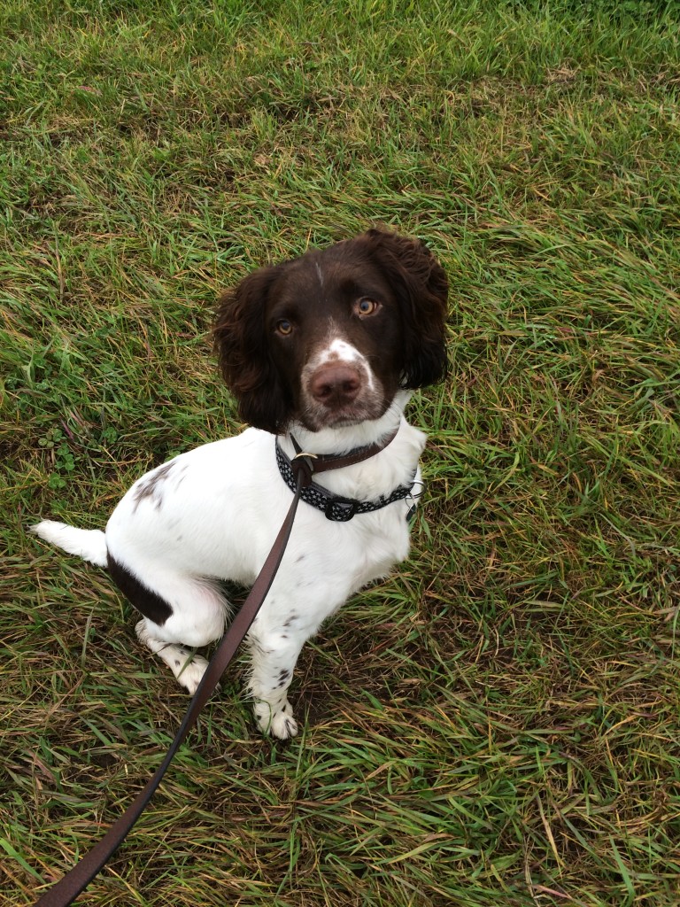 gundog training a springer spaniel on focus