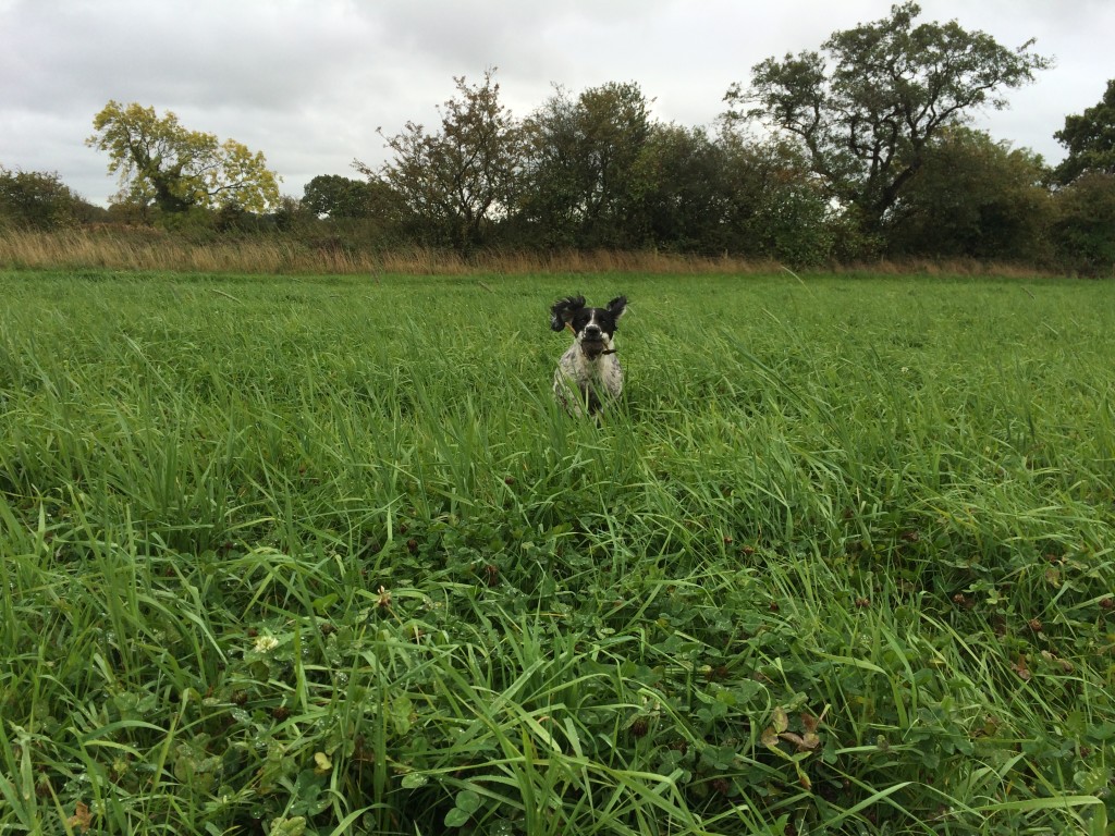 cocker spaniel gundog training a retrieve