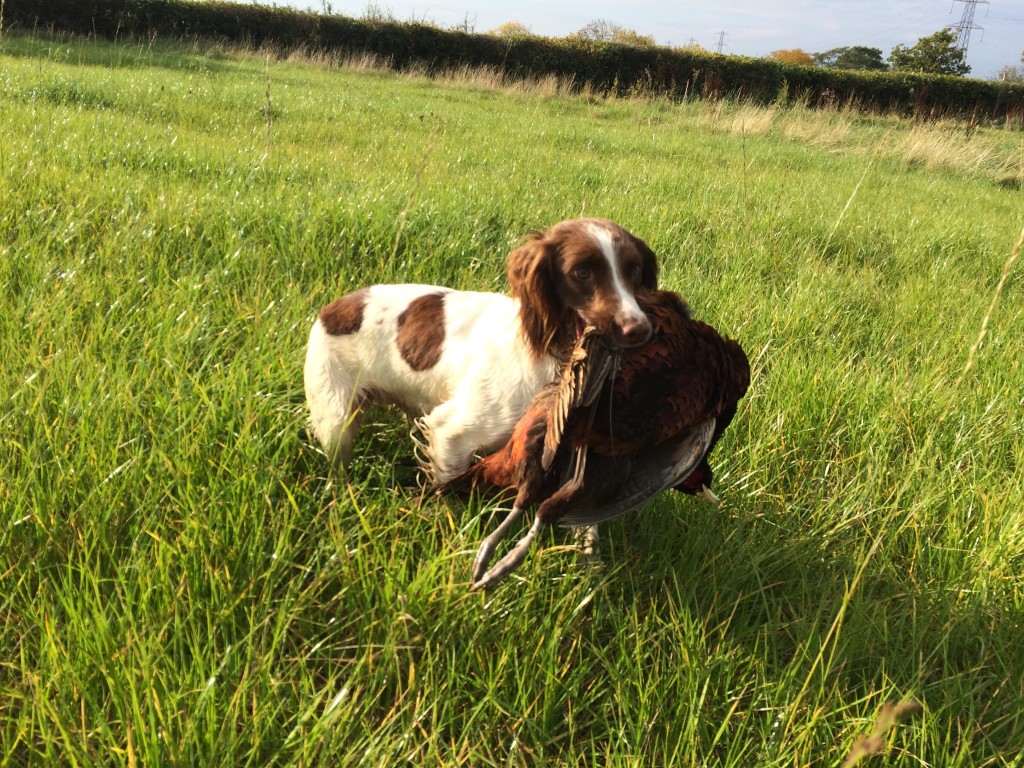 Gundog training springer spaniel Tessleymoor