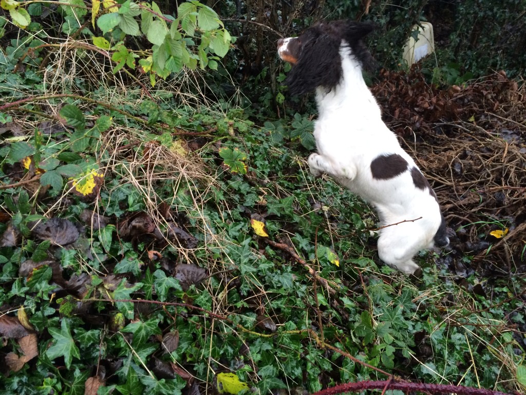 Residential Gundog training with a springer spaniel 
