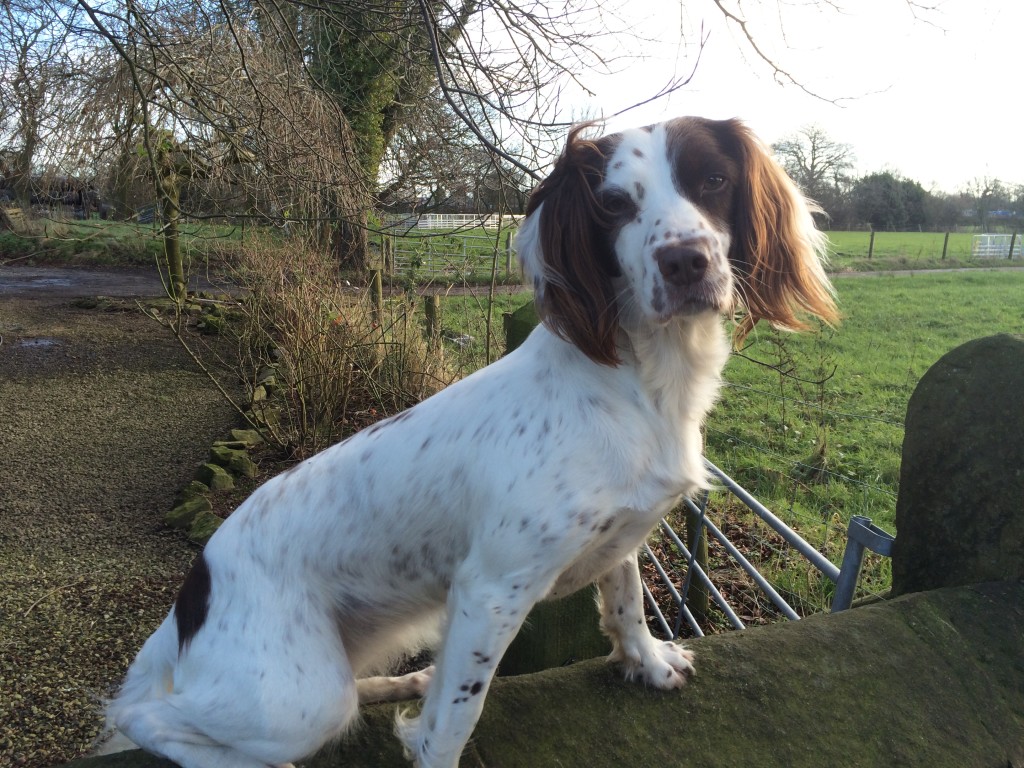 tessleymoor gundogs and amber the springer spaniel