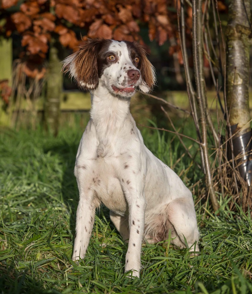 residential gundog training springer spaniel