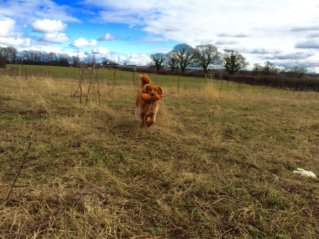 Donald the Nova Scotia Duck Tolling Retriever gundog training