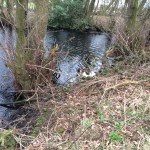 Tessleymoor Gundog training springer spaniel