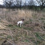 Tessleymoor Gundog training springer spaniel